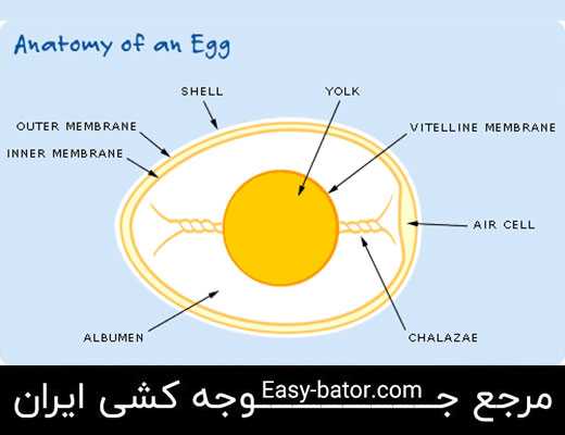 اجزای تشکیل دهنده تخم مرغ