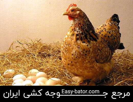 راهکار های افزایش تخمگذاری مرغ