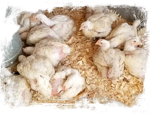 بستر پرورشی مرغ تخمگذار