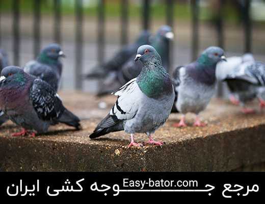 آموزش جوجه کشی کبوتر