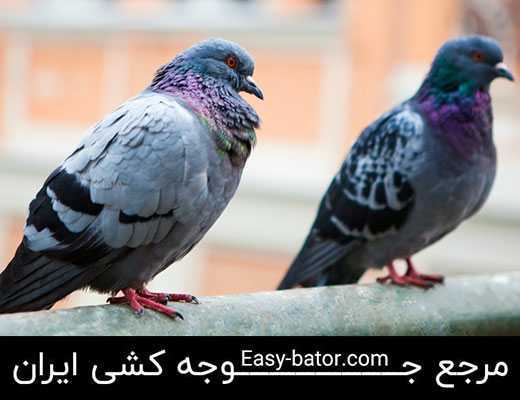آموزش پرورش کبوتر