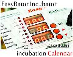 96 eggs incubator calendar