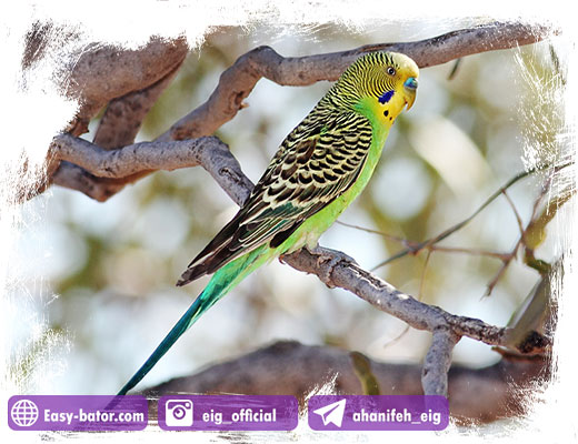جوجه کشی مرغ عشق