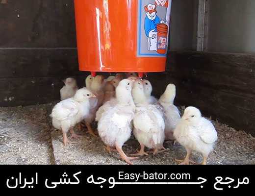 استرس گرمایی مرغ استرس گرمایی مرغ