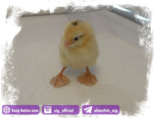 آتل بندی پای جوجه یکروزه آتل بندی پای جوجه یکروزه