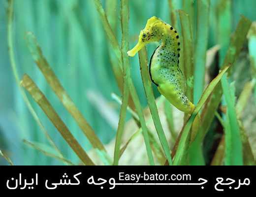 اسب دریایی اسب دریایی