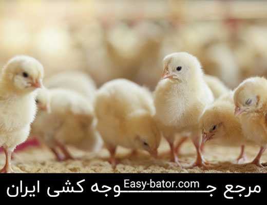 استرس گرمایی جوجه یکروزه استرس گرمایی جوجه یکروزه