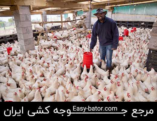استرس گرمایی مرغ استرس گرمایی مرغ