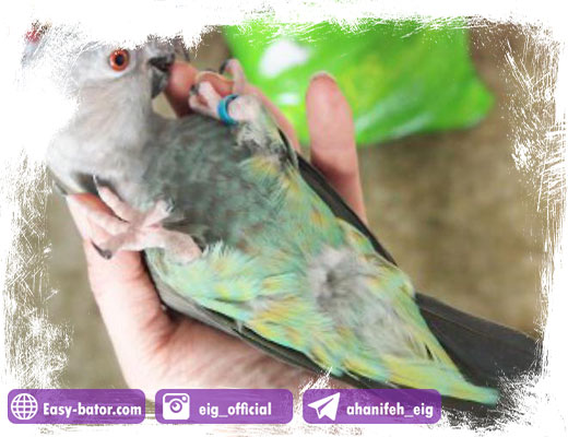 بررسی طوطی بیمار بررسی طوطی بیمار