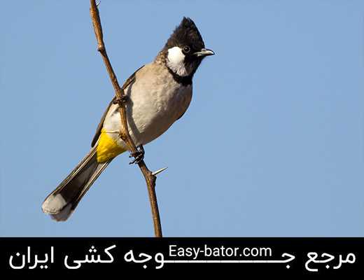 بلبل خرما بلبل خرما