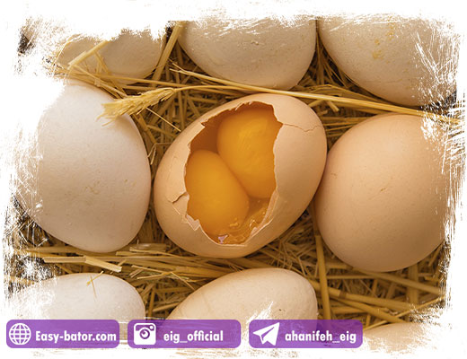 تخم مرغ دو زرده تخم مرغ دو زرده