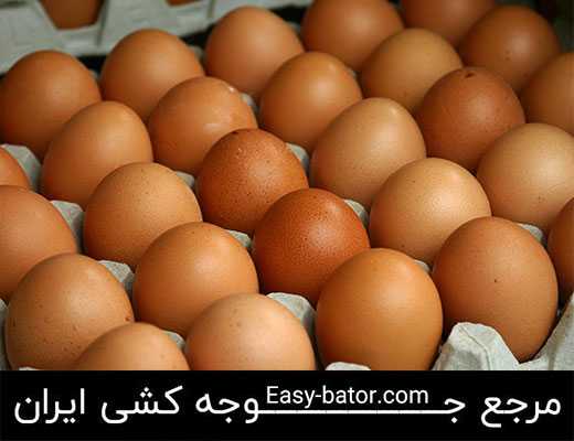 تخم مرغ فراوری شده تخم مرغ فراوری شده