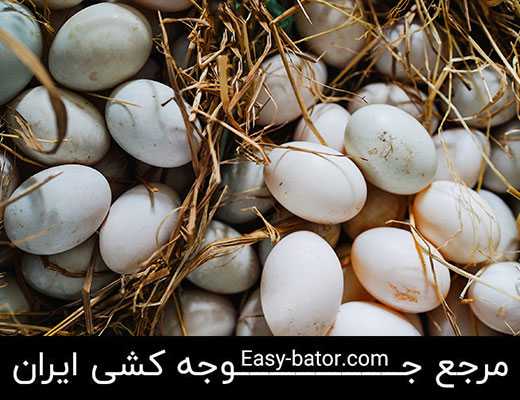 تخم نطفه دار بوقلمون تخم نطفه دار بوقلمون