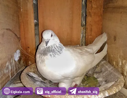 تخم نطفه دار گذاشته شده توسط کبوتر