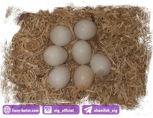 تخم های نطفه دار پرندگان زینتی قابل جوجه کشی