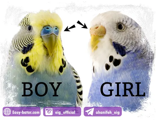 تشخیص جنسیت مرغ عشق از روی رنگ بینی