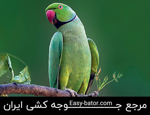 تشخیص جنسیت طوطی ملنگو تشخیص جنسیت طوطی ملنگو