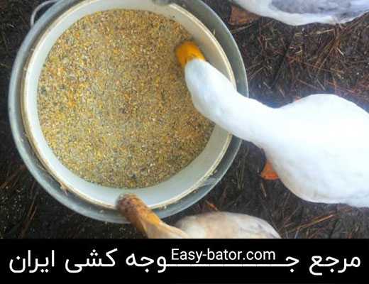 تغذیه اردک تغذیه اردک