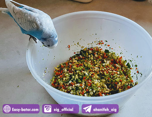 تغذیه برنده زینتی تغذیه برنده زینتی