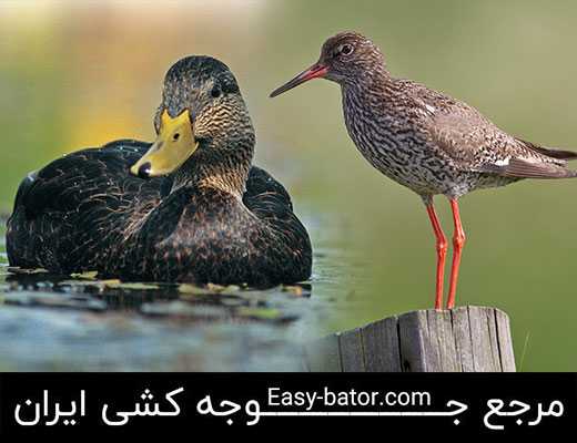 تفاوت اردک و مرغابی