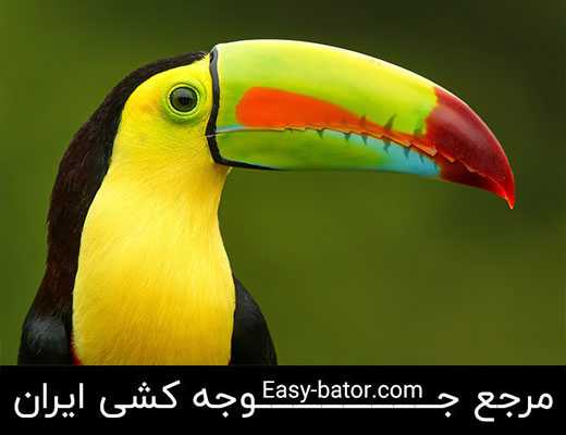 توکان توکو توکان توکو