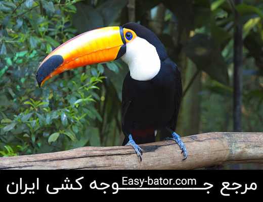 توکان منقار تیز توکان منقار تیز