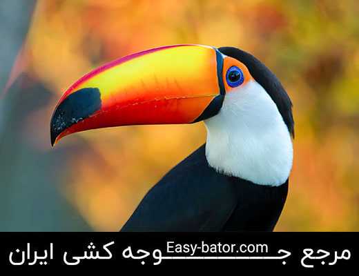 توکان توکان