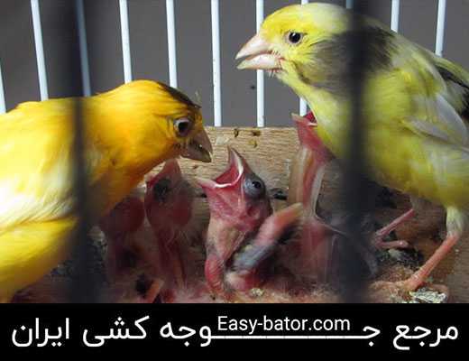 جفتگیری قناری جفتگیری قناری