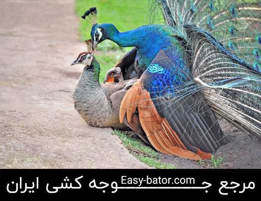 جفتگیری طاووس جفتگیری طاووس
