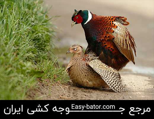 جفتگیری قرقاول ها جفتگیری قرقاول ها