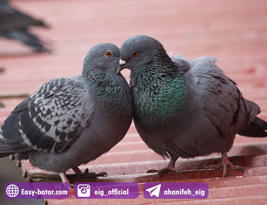 جفتگیری کبوتر نر و ماده جفتگیری کبوتر نر و ماده