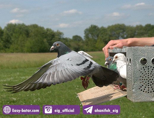 جلد کردن کبوتر جلد کردن کبوتر
