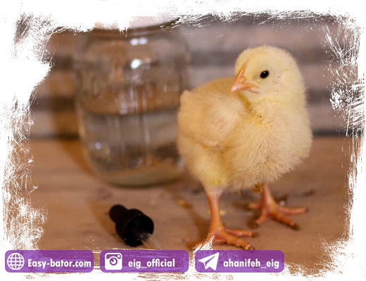 جوجه بیمار جوجه بیمار