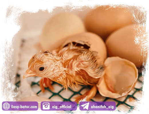 جوجه در حال خروج از تخم جوجه در حال خروج از تخم