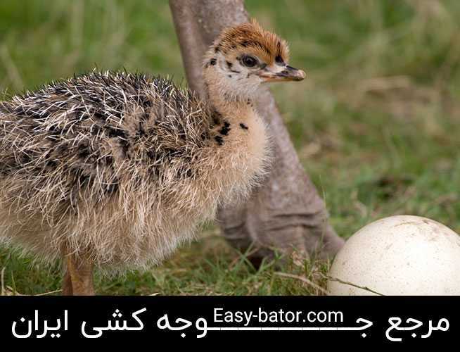 جوجه شترمرغ جوجه شترمرغ