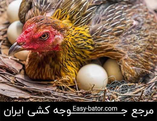 آموزش جوجه کشی مرغ آموزش جوجه کشی مرغ