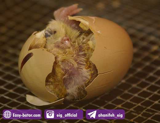 خروج جوجه ناقص از تخم خروج جوجه ناقص از تخم