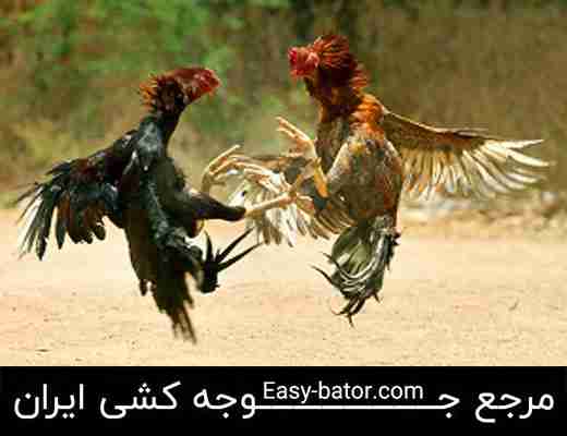 نبرد خروس های جنگی نبرد خروس های جنگی