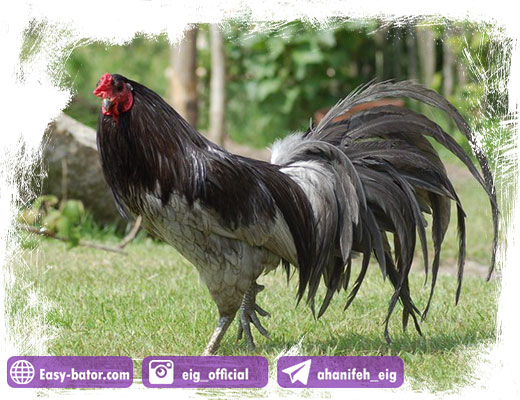 خروس سوماترا خروس سوماترا