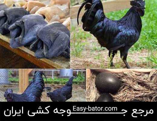 خروس سیاه خروس سیاه