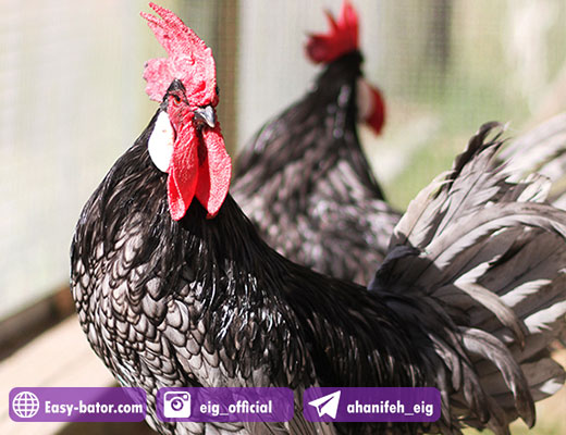 خروس لاری خروس لاری