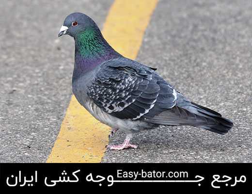 خرید کبوتر خرید کبوتر
