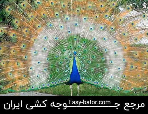 خصوصیات ویژگی های طاووس