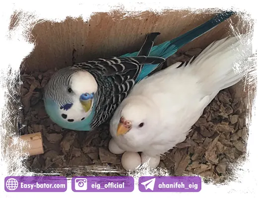 خوابیدن پرندگان زینتی بر روی تخم