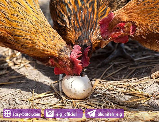 خوردن تخم مرغ توسط مرغ خوردن تخم مرغ توسط مرغ