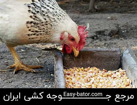 تغذیه مرغ تغذیه مرغ
