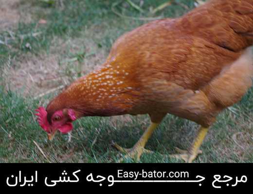 دان مرغ دان مرغ