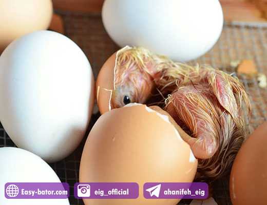 دلایل کاهش راندمان جوجه کشی دلایل کاهش راندمان جوجه کشی