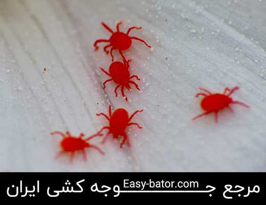 رد مایت در مرغداری رد مایت در مرغداری