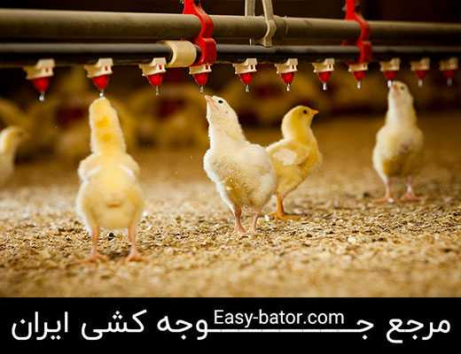 روش آب دادن به جوجه یکروزه روش آب دادن به جوجه یکروزه